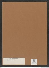 Diatomeae indet. Zeichnungen Sammlung Grunow Mappe 04962 (Herbarium_W_Grunow_drawings_Folder_04962)